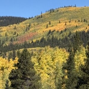 Best window replacement company