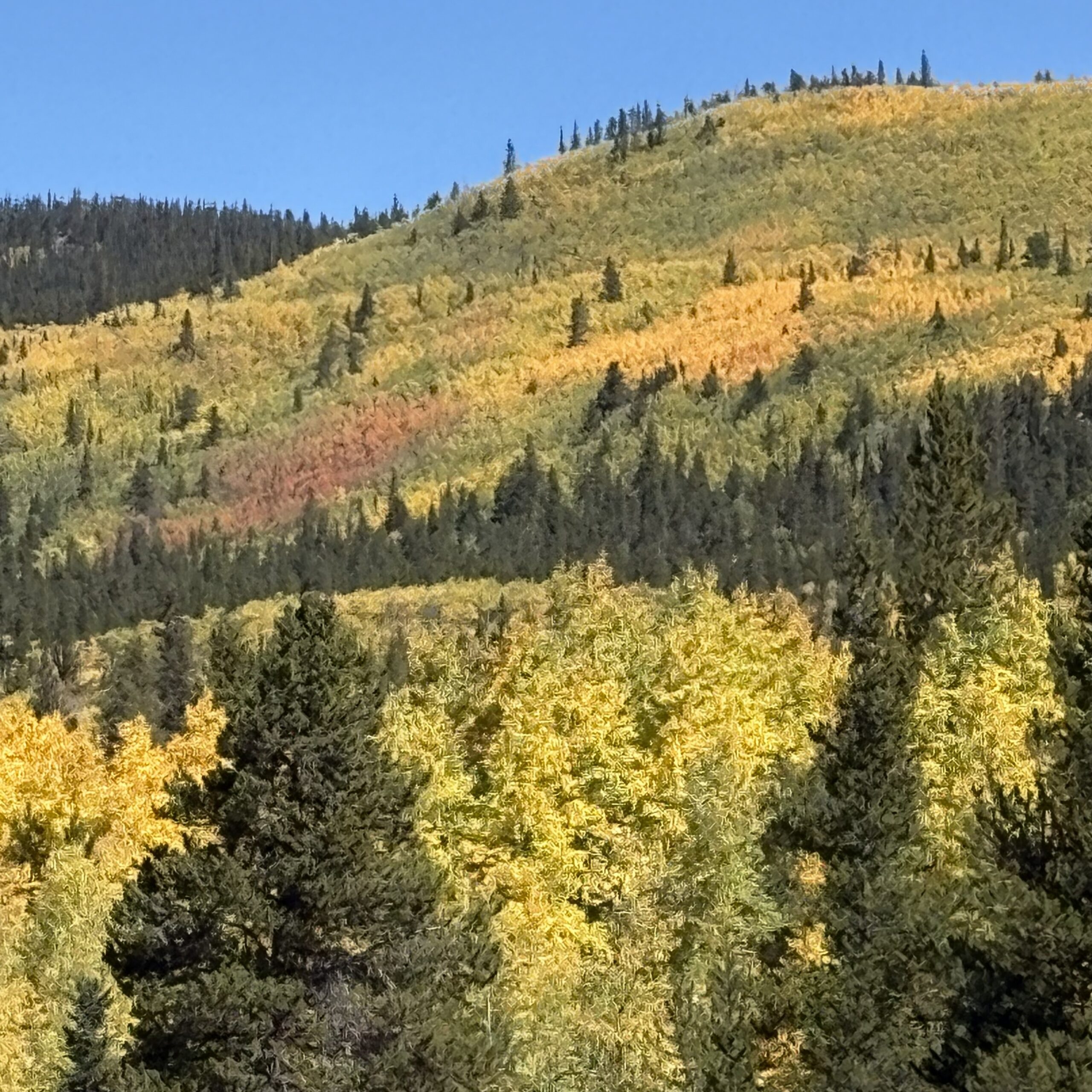 Best window replacement company